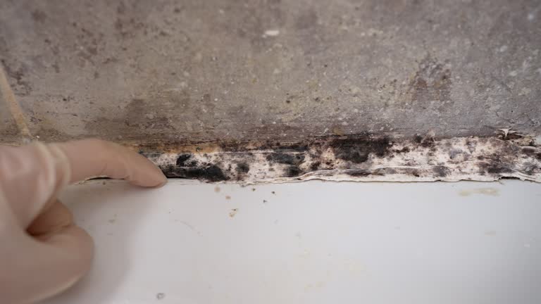 Best Biohazard Mold Removal  in Congers, NY